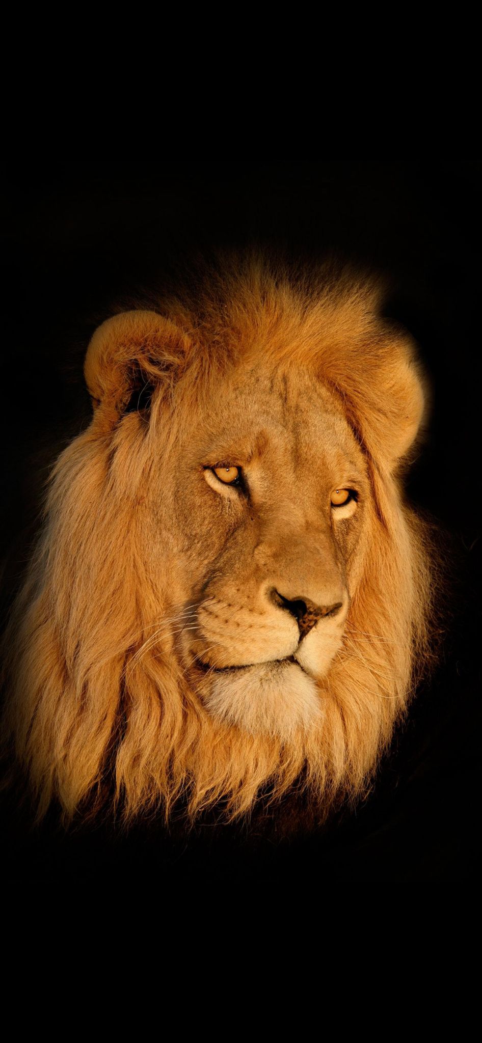Cinematic lion portrait — biodiversity hero